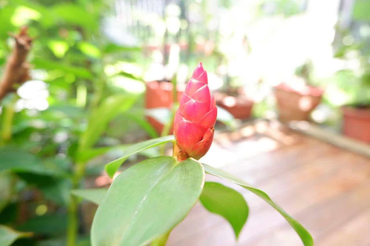 Mon Lodge & Yoga Donmueang Banguecoque Exterior foto